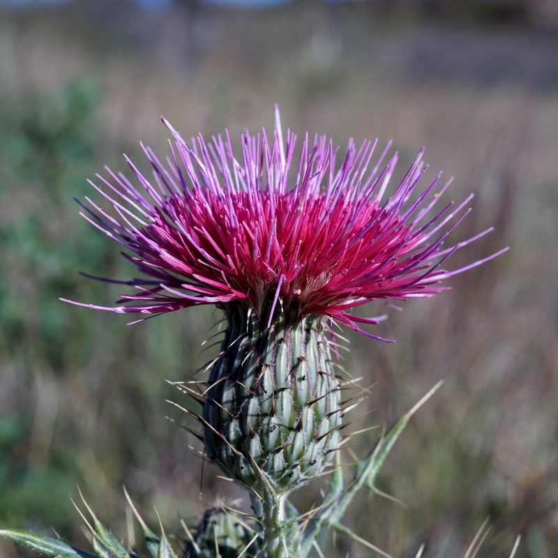 Cirsium ochrocentrum, photographed by Andrew Tree