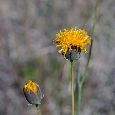 Thelesperma megapotamicum, photographed by Andrew Tree
