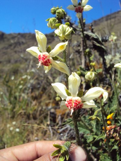 Nasa carunculata, photographed by Paúl Gonzáles