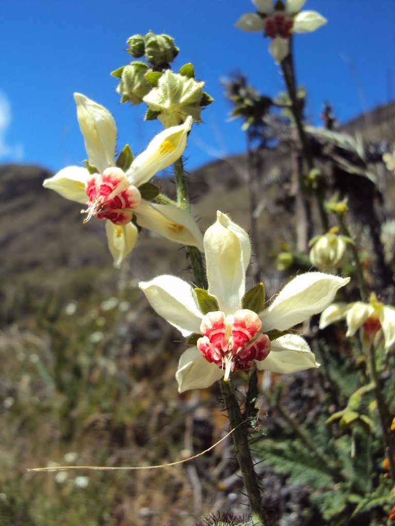 Nasa carunculata, photographed by Paúl Gonzáles