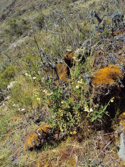 Nasa carunculata, photographed by Paúl Gonzáles