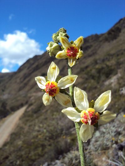Nasa carunculata, photographed by Paúl Gonzáles