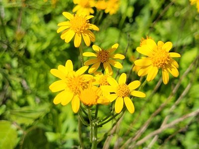 Packera aurea, photographed by Matt Pelikan