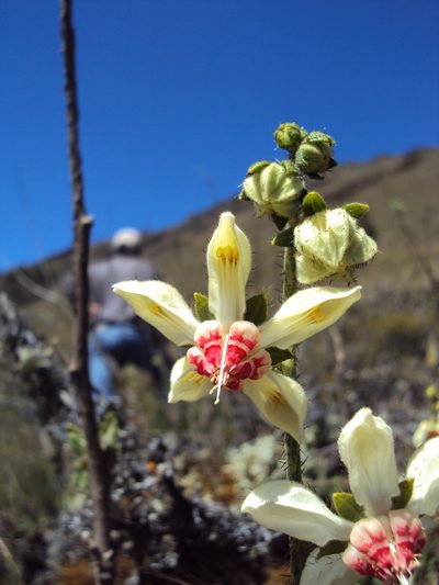Nasa carunculata, photographed by Paúl Gonzáles