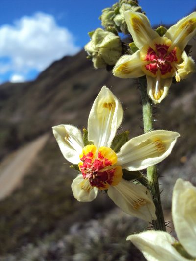 Nasa carunculata, photographed by Paúl Gonzáles