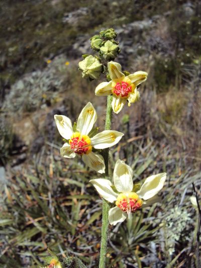 Nasa carunculata, photographed by Paúl Gonzáles