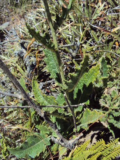 Nasa carunculata, photographed by Paúl Gonzáles