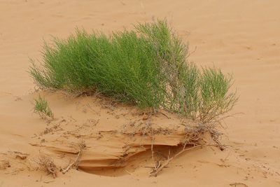 Anabasis aphylla, photographed by Иван Пристрем