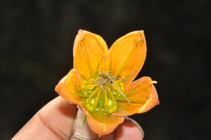 Caiophora canarinoides, photographed by Paúl Gonzáles