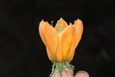 Caiophora canarinoides, photographed by Paúl Gonzáles