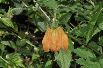 Caiophora canarinoides, photographed by Paúl Gonzáles