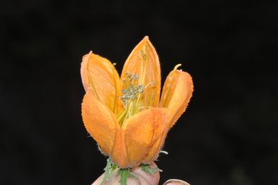 Caiophora canarinoides, photographed by Paúl Gonzáles