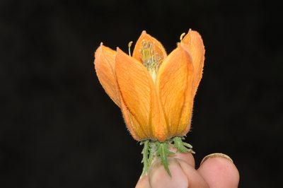 Caiophora canarinoides, photographed by Paúl Gonzáles