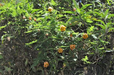 Caiophora canarinoides, photographed by Paúl Gonzáles