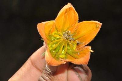 Caiophora canarinoides, photographed by Paúl Gonzáles