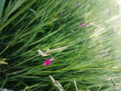Lathyrus nissolia, photographed by Kenny
