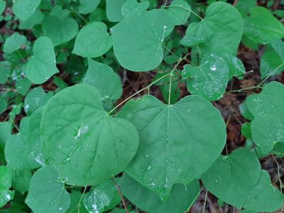 Cercis canadensis, photographed by florawhite