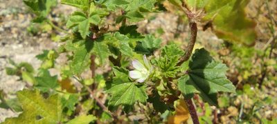 Malva parviflora, photographed by Santiago Martín-Bravo