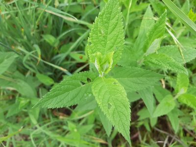 Teucrium canadense, photographed by florawhite
