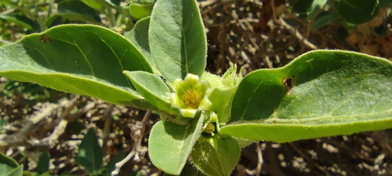 Withania somnifera, photographed by Santiago Martín-Bravo