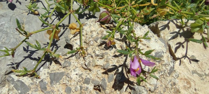 Zygophyllum creticum, photographed by Santiago Martín-Bravo