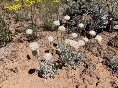 Eriogonum ovalifolium, photographed by Robbie Hannawacker