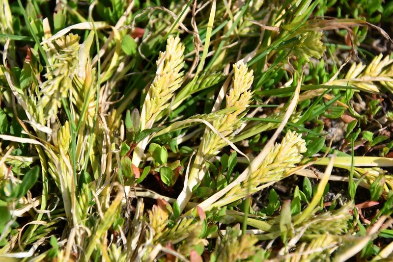 Sclerochloa dura, photographed by Иван Ковтун Ivan Kovtun
