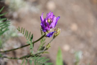 Astragalus onobrychis, photographed by Иван Ковтун Ivan Kovtun