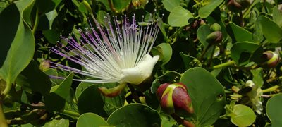 Capparis spinosa