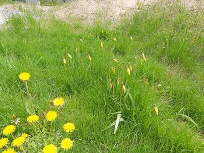 Tulipa sylvestris, photographed by Tomas Pocius