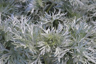 Artemisia arborescens, photographed by Mourad Harzallah