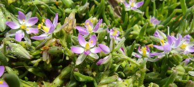 Spergularia marina, photographed by Santiago Martín-Bravo