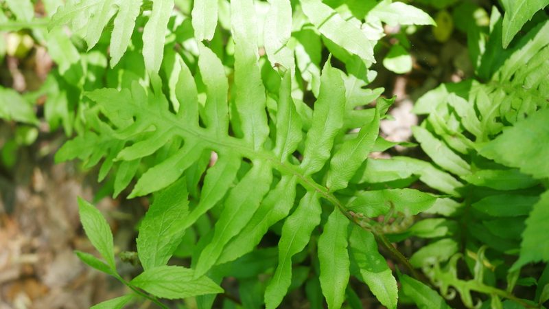 Lorinseria areolata, photographed by Nathan T. Jones