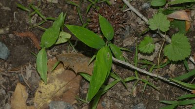 Microstegium vimineum, photographed by Nathan T. Jones