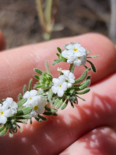 Eremocarya lepida, photographed by Zachary Wimberly