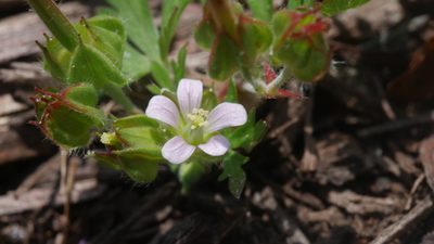 Geranium carolinianum, photographed by Nathan T. Jones