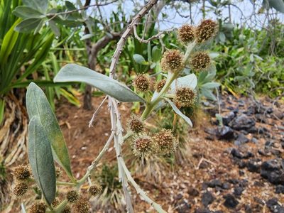 Conocarpus erectus, photographed by Tyler Bishop