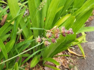 Cenchrus echinatus, photographed by Tyler Bishop