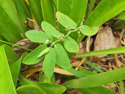 Euphorbia hypericifolia, photographed by Tyler Bishop
