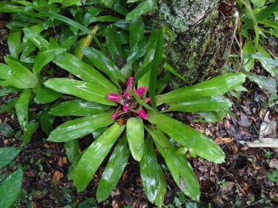 Nidularium innocentii, photographed by Celso Henrique Varela Rios