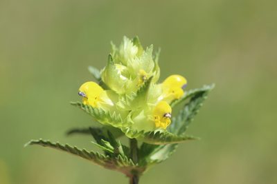 Rhinanthus major, photographed by Michel Langeveld
