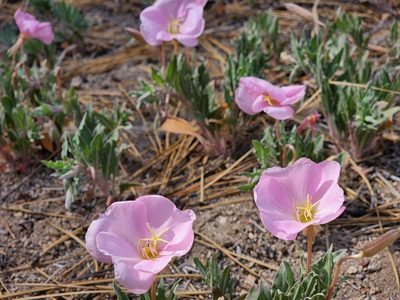 Oenothera avita, photographed by Zachary Wimberly
