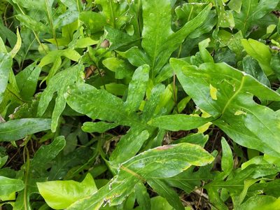 Microsorum grossum