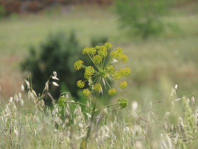 Thapsia villosa, photographed by Juan C. Espinosa