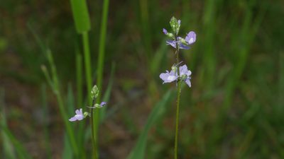 Nuttallanthus canadensis, photographed by Nathan T. Jones