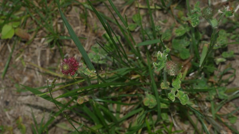 Trifolium incarnatum, photographed by Nathan T. Jones