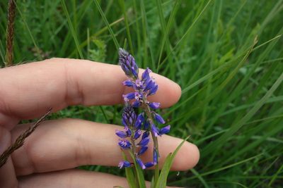Polygala comosa, photographed by Aleksei Baushev