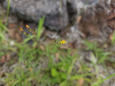 Youngia japonica, photographed by Tyler Bishop