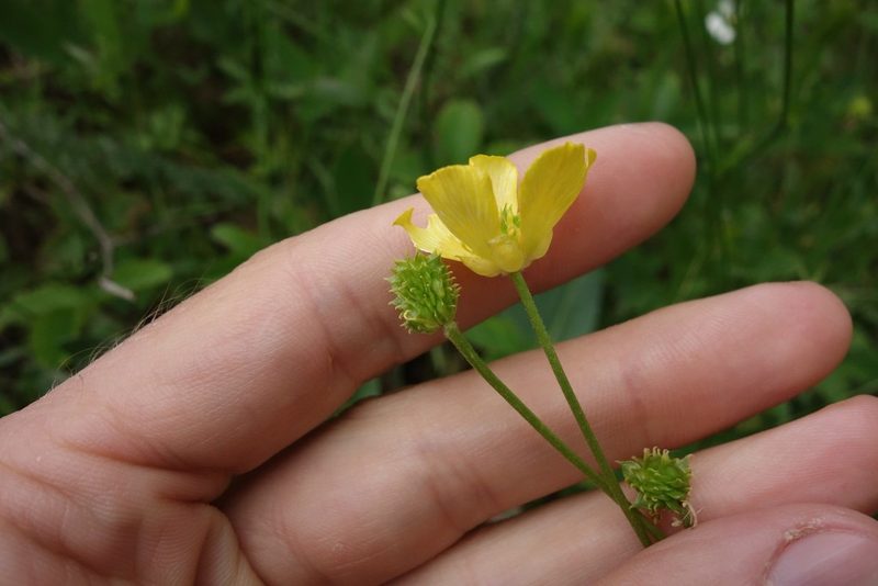 Ranunculus pedatus, photographed by Aleksei Baushev