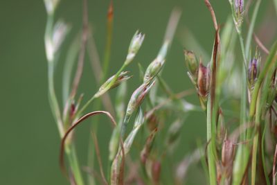 Juncus bufonius, photographed by Michel Langeveld